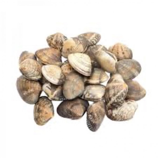 Asari Clams