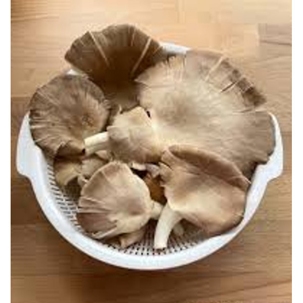 Abalone Mushroom