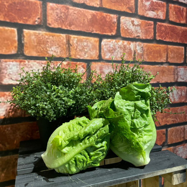 Baby Romaine