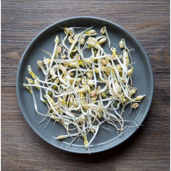 Bean Sprout