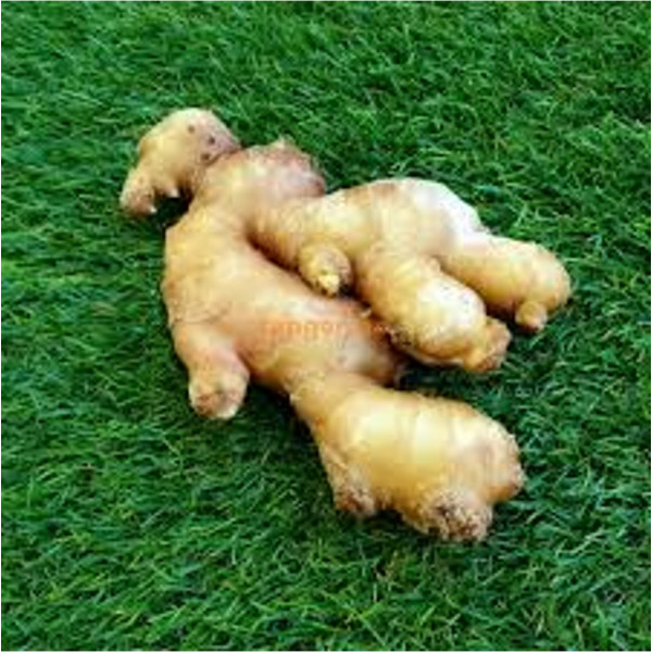 Ginger Old