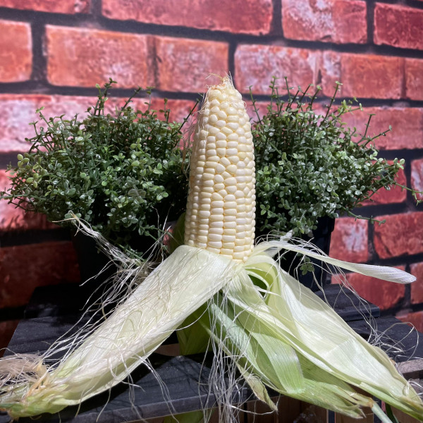 White Sweet Corn