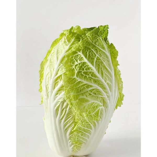 Fresh Chinese Cabbage  (