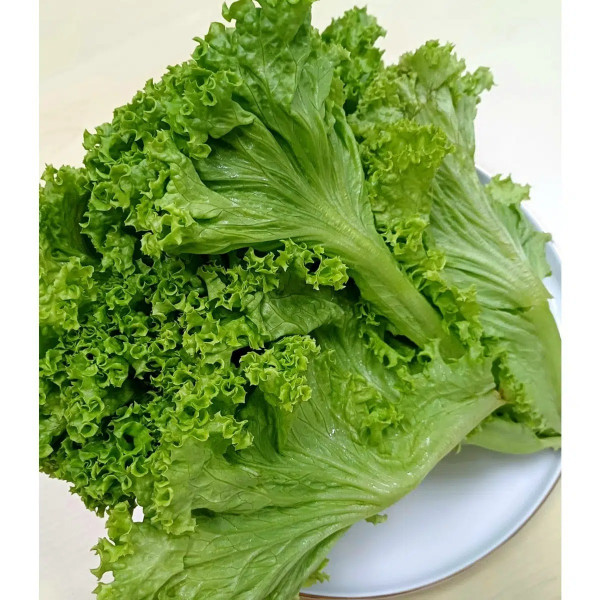 Green Coral Lettuce