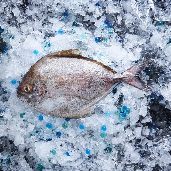 Black Pomfret