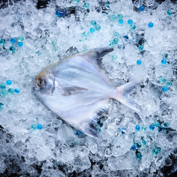 Chinese Pomfret