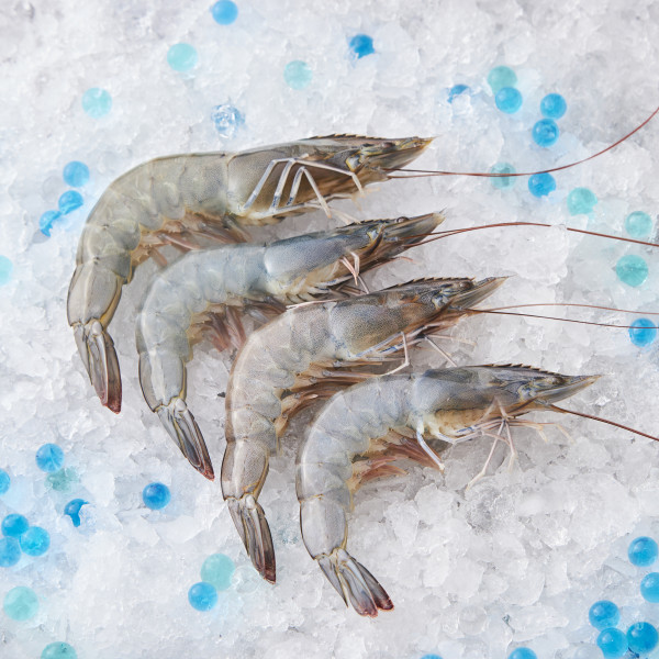 Fresh XL Glass Prawns
