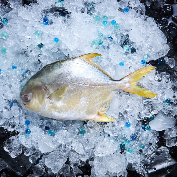 Fresh Golden Pomfret