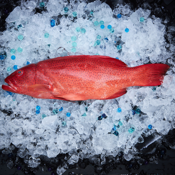 Red Grouper Whole (Ang Gau)