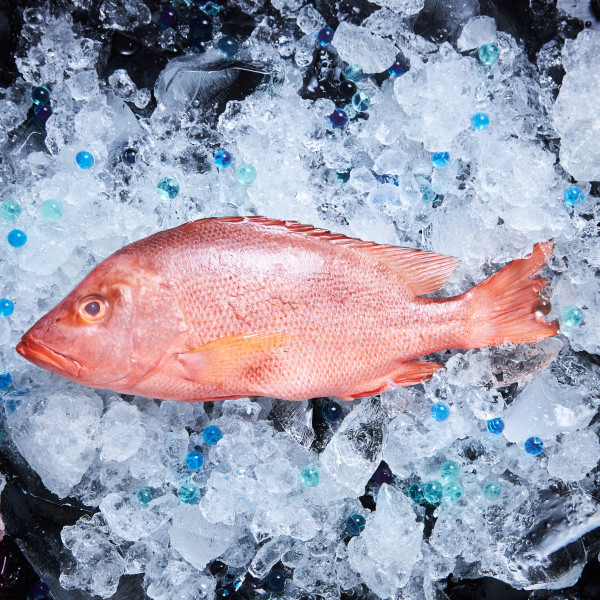 Fresh Red Snapper