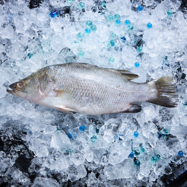 Fresh Seabass Clean and Gutted (Kukup Sea)