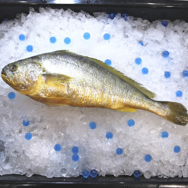 Yellow Croaker