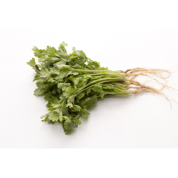 Coriander