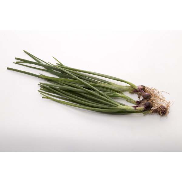 Spring Onion