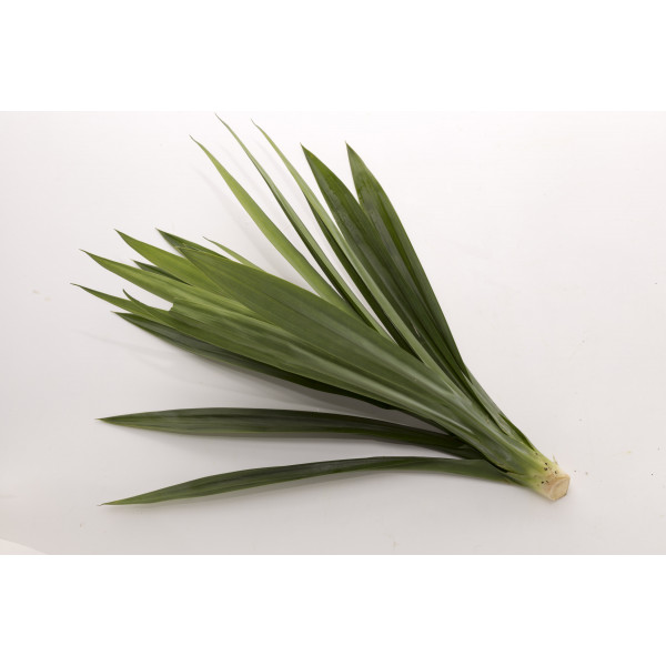 Pandan Leaves